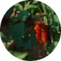 Uncle Vanya – organic healthy vegetables